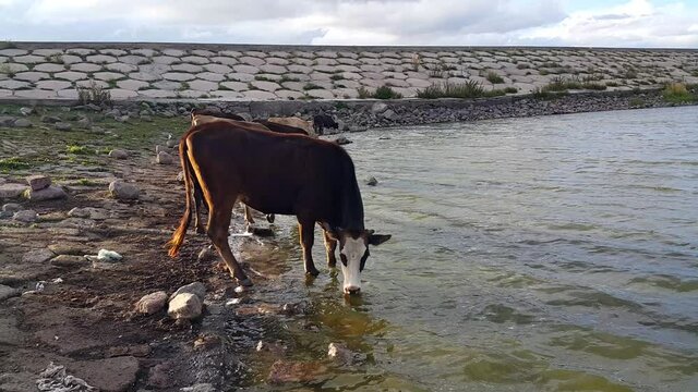 A herd of cows drinking water from the lake. Cattle. Mammals on the reservoir.
livestock development. Concept in agricultural production.