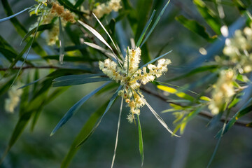 Acacia doratoxylon or 'currawang' is an Australian native tree often used for nitrogen fixing and land rehabilitation. A prolific pollen producer, it attracts and sustains moths, butterflies & insects