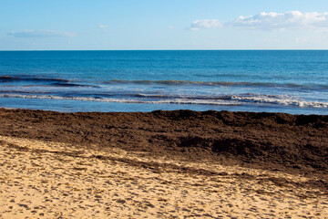 The high tide from Indian Ocean waves breaking near the shore at Ocean Beach Bunbury Western Australia has brought in piles of brown seaweed on a fine afternoon in winter creating a scenic seascape .