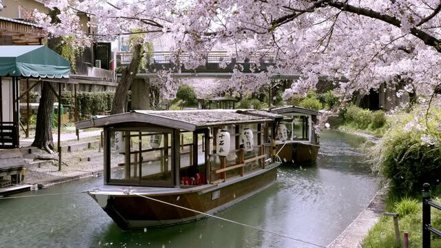 Cherry Blossom Falling Petals with boat on river