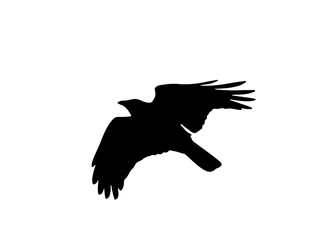 Raven in flight silhouette