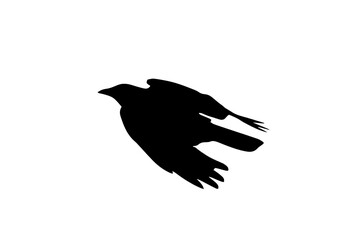 Raven in flight silhouette