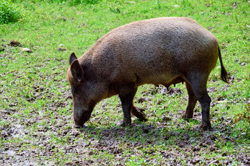 wild boar in the grass
