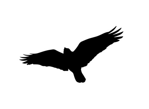Raven in flight silhouette