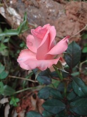 pink rose in garden