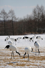 鶴居伊藤タンチョウサンクチュアリ