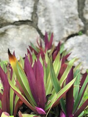 green and purple wallflower
