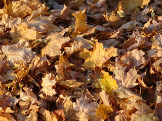 carpet of autumn yellow orange red fallen maple leaves