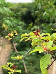 red and yellow leaves