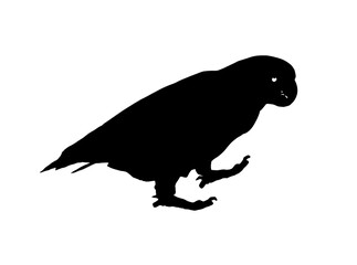 Short-billed Corella cockatoo silhuette