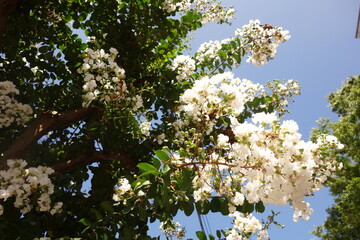 真夏に咲いた白い百日紅の花