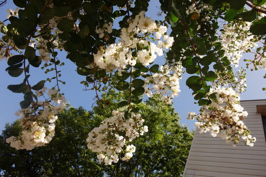 百日紅images Browse 1 210 Stock Photos Vectors And Video Adobe Stock