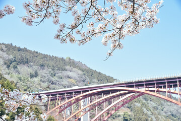山北町の桜（東名酒匂川橋）