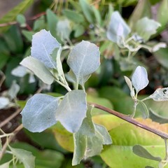 Old Man Salt Bush Atriplex nummularia