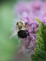 Bee on purple flower