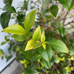 Cinnamon Myrtle Backhousia myrtifolia