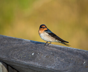 A dainty  colorful delightful  little welcome swallow hirundo neoxena  a passerine bird perching on a wooden rail in afternoon sunshine in summer is inquisitive and shy.