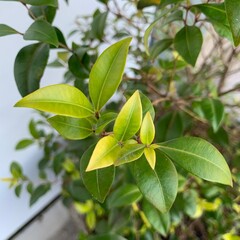 Cinnamon Myrtle Backhousia myrtifolia