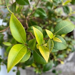 Cinnamon Myrtle Backhousia myrtifolia