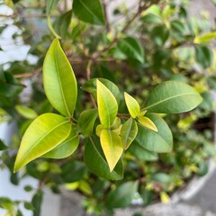 Cinnamon Myrtle Backhousia myrtifolia