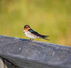 A dainty  colorful delightful  little welcome swallow hirundo neoxena  a passerine bird perching on a wooden rail in afternoon sunshine in summer is inquisitive and shy.