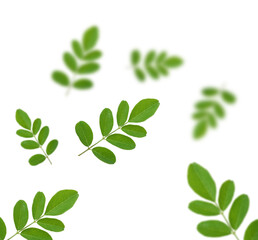 Horse radish tree isolated on white background