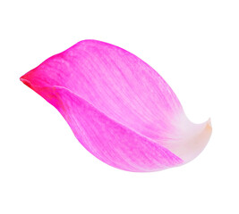 petal lotus isolated on white background