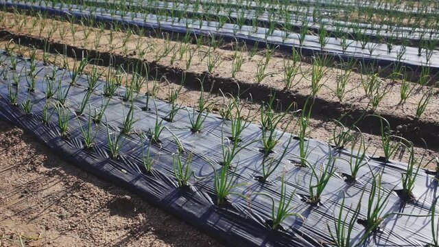 View of field planted with ripening organic scallions. Farming. Food production