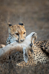 Vertical portrait of cheetah with an impala kill lying down in dry bush in Ndutu in Tanzania