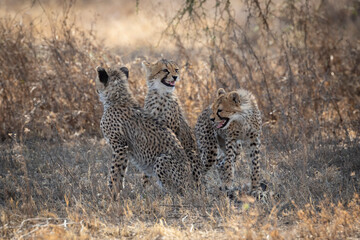 Three young cheetah cubs sitting in dry grass in Ndutu Tanzania