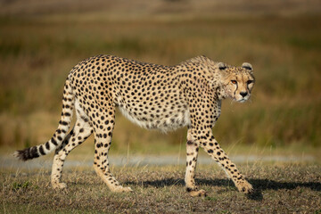 Adult cheetah walking while stalking prey in afternoon light in Ndutu in Tanzania