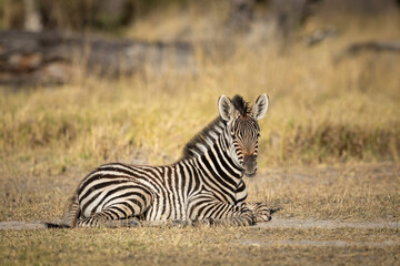 Obraz na płótnie Canvas Baby zebra lying down in full sun in Moremi in Botswana