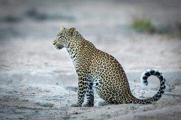 A portrait of a beautiful leopard with curled tail sitting in sandy riverbed in Kruger Park in...