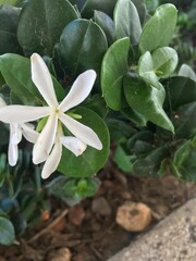 flower in the garden