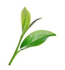 Green tea leaf isolated on white