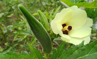 Ladyfinger and its flower