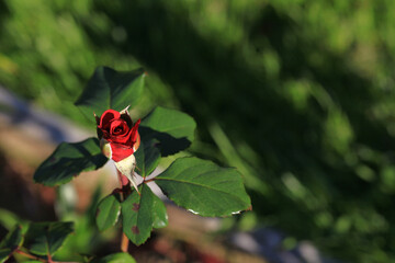 Art photo rose petals isolated on the natural blurred background. Closeup. For design, texture, background. Nature.