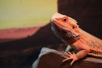 bearded dragon