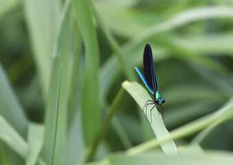 Ebony Jewelwing on a green leaf