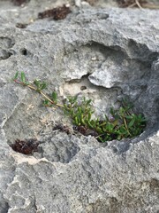 stone wall with moss