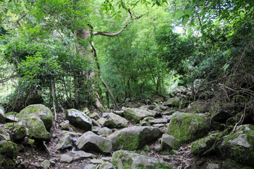waterfall in the forest