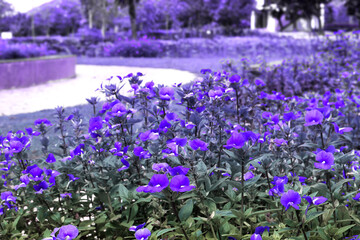 purple flowers in the garden