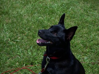 Australian Cattle Dog