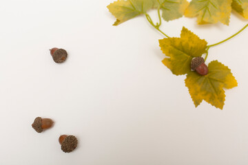 秋,落ち葉,楓,どんぐり,自然,茶色,黄,木,季節,オータム,森,白