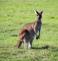 Naklejka na ściany i meble A furry Western Grey kangaroo macropus fuliginosus grazing in the green grassy field near Australind ,Western Australia on a cloudy afternoon in spring is also a popular Australian icon.