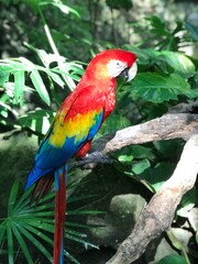 red and yellow macaw