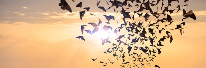 swarm of monarch butterflies, Danaus plexippus group during sunset