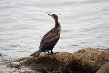Grand cormoran , oiseau marin .