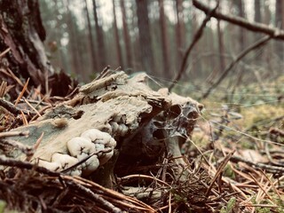 Old skull part with teeth in a forest covered with spider webs