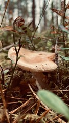 Mushroom growing in a forest on a cloudy day surrounded by blueberry seedlings